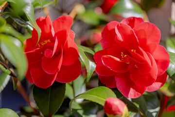 Selective focus of red Camellia japonica flowers, The roses of winter with green leaves in the...