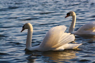 A couple of swans in the lake at sunset