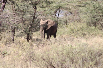 Fototapeta premium Elefante africano.