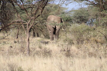 Fototapeta premium Elefante africano.