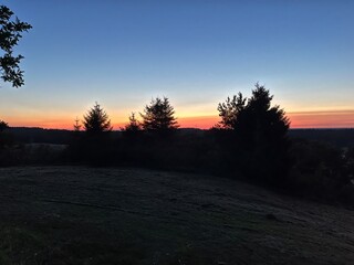 sunset in the forest