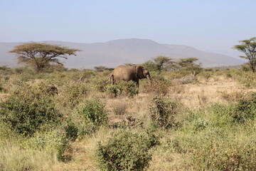 Fototapeta premium Elefante africano y bebé elefante.