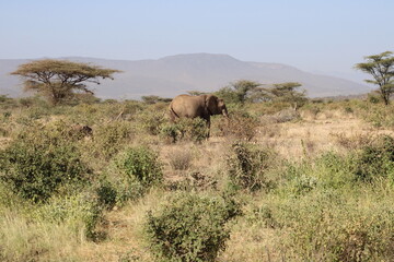 Fototapeta premium Elefante africano y bebé elefante.
