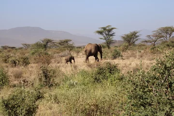 Foto op Aluminium Elefante africano y bebé elefante. © Carlos