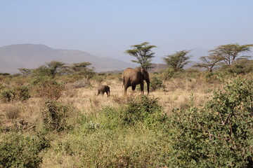 Elefante africano y beb&eacute; elefante.
