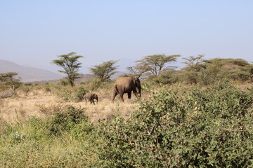 Obraz premium Elefante africano y bebé elefante.