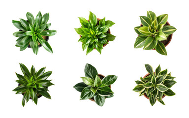 Collection of different houseplants isolated on a transparent background, top view, for design or decoration, PNG