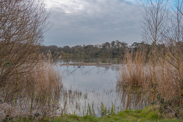 Morning walk at Petersfeild heath pond, Hampshire, UK