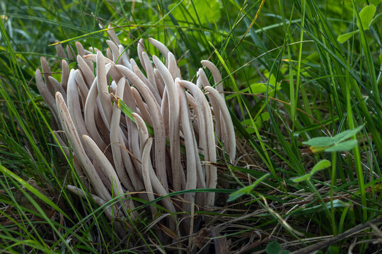 Grayish fairy club, smoky clavaria or smoky spindles (Clavaria fumosa) rare mushroom species