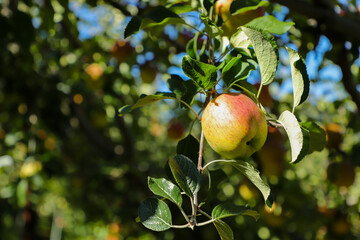 apples on tree