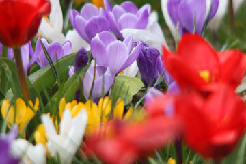 Spring flowers eastern festivities 