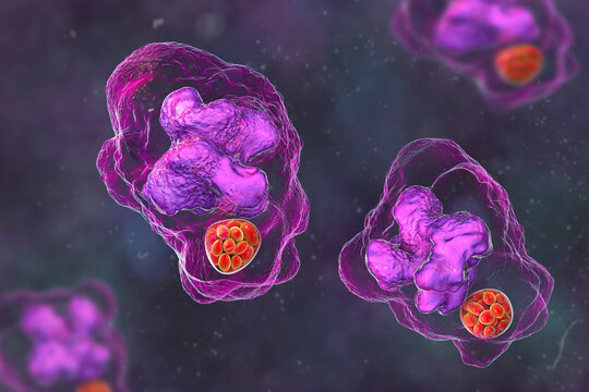 Ehrlichia bacteria morula within macrophages, 3D illustration