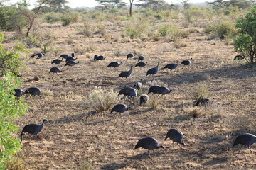 Gallinas de Guinea.