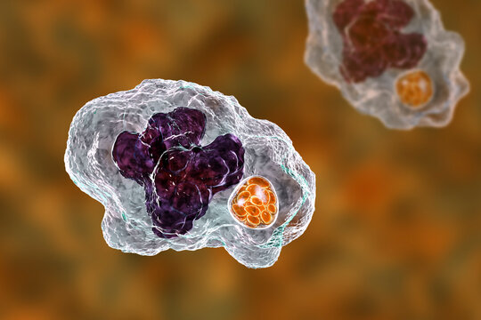 Ehrlichia bacteria morula within macrophages, 3D illustration