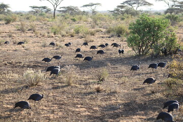 Gallinas de Guinea.