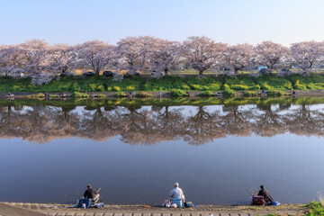 桜と釣る人