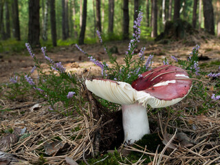 Edible red mushroom Russula paludosa, also known as Hintapink brittlegill growing in the heather in the forest - obrazy, fototapety, plakaty