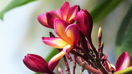 Bloomed garden plant with pink flowers