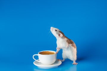 The rat invites you to drink coffee. White cup with drink. Rodent isolated on a blue background for...