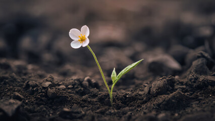 A single flower growing out of the ground