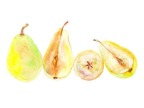 Set of fresh ripe yellow honey pear fruits. Hand drawn watercolor illustration. Delicious aromatic fruit ripened on a tree