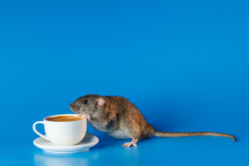 The rat invites you to drink coffee. White cup with drink. Rodent isolated on a blue background for...