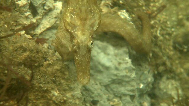 Seahorse moving its eyes while facing the camera, close-up underwater shot. Various shots are available: Wide, medium, close-ups. Male, Juvenile, pregnant, swimming, attaching to algae... Check my por
