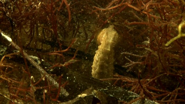 Seahorse struggling to navigate through red algae, medium shot. Various shots are available: Wide, medium, close-ups. Male, Juvenile, pregnant, swimming, attaching to algae... Check my portfolio.
