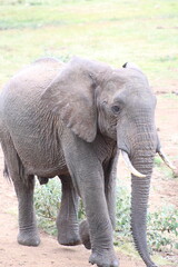Fototapeta na wymiar Elefante africano.