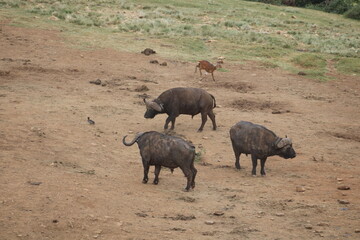 Búfalo africano.