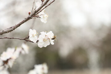 tree flowers