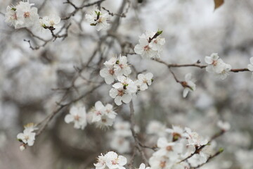 tree flowers