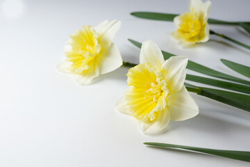 Beautiful daffodil flowers. Happy Easter, mothers day, womens day concept. Hello spring, floral banner. Side view, copy space. 