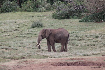 Fototapeta premium Elefante africano.
