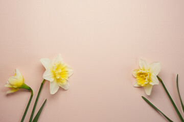 Stylish daffodils flat lay on a light background. Hello spring, floral banner. Beautiful daffodil bouquet. Happy womens day and Easter concept.