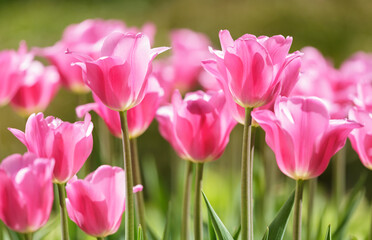 Colorful tulips blooming in a garden - 767909727
