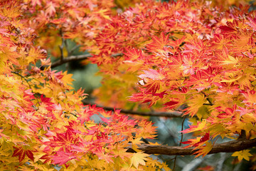 紅葉風景