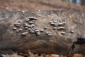 Kleine weiße Pilze auf Totholz im Wald