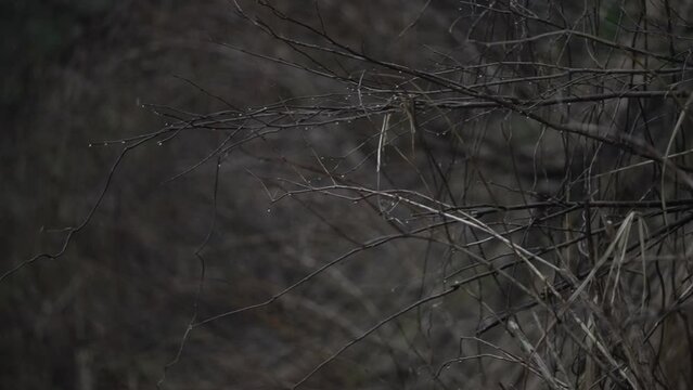 フルHD240pスーパースロー映像：雨水が当たっている枝