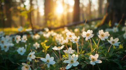 Foto op Plexiglas Spring Forest Primroses White primroses flourishing in the soft light of a spring forest, embodying new beginnings and the beauty of nature's awakening. © IULIIA