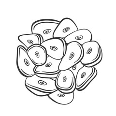 Vector illustration of sliced garlic. Hand drawn outline illustration of garlic slices. Spicy ingredient for cooking. Cut and chopped vegetable.
