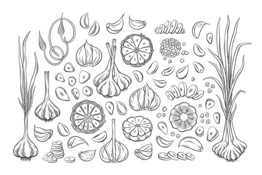 Vector outline garlic set. Hand drawn illustration of garlic bulbs, cloves, scapes, slices, chopped and whole garlic with leaves and stems. Collection of garlic design elements. 