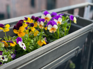 Colourful mixed Viola Cornuta pansy flowers in decorative flower pot in balcony terrace garden