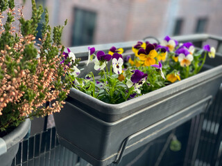 Fototapeta na wymiar Colourful mixed Viola Cornuta pansy flowers in decorative flower pot in balcony terrace garden