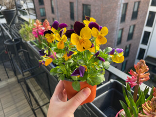 Colourful blooming Viola Cornuta pansy flowers in flower pot in female hand in balcony terrace...