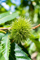 chestnut on the branch in its fresh state, not separated from the thorns.