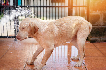 Showering labrador dog