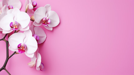Orchid flower branch on bright pink background