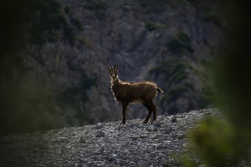 Fototapeta na wymiar Graceful antelope walking across a rocky hillside, surrounded by a natural landscape