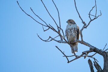 Buzzard perched atop a barren tree branch against the blue sky.